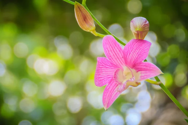 Schöne Orchideen Blühen Der Natur Tropischen Garten Nahaufnahme Rosa Weiß — Stockfoto