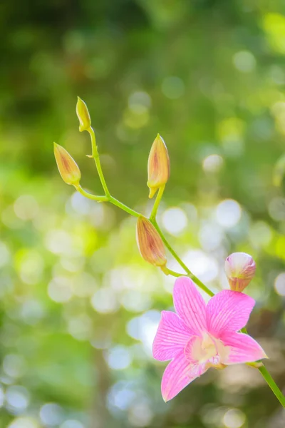 Vackra Orkidéer Blomma Naturen Tropisk Trädgård Närbild Rosa Vita Lila — Stockfoto