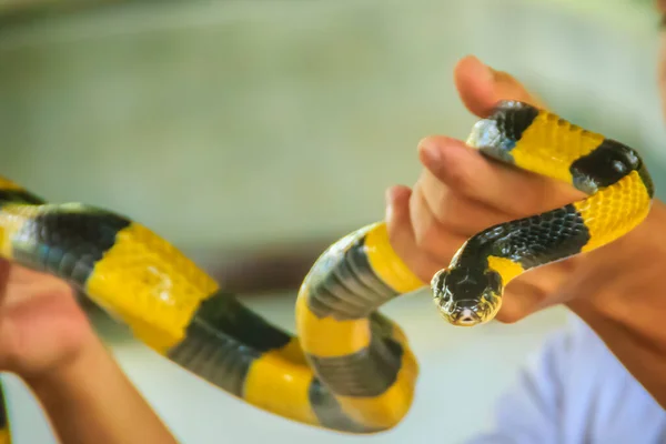 Banded Krait Orm Hand Experten Den Bandade Krait Bungarus Fasciatus — Stockfoto