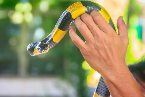 Cobra Krait Unida Uma Mão Perito Bungarus Fasciatus Uma Espécie — Fotografia de Stock