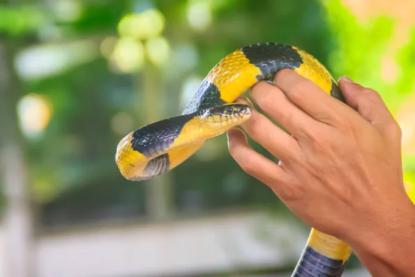 Cobra Krait Unida Uma Mão Perito Bungarus Fasciatus Uma Espécie — Fotografia de Stock