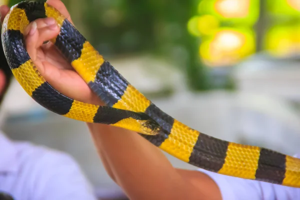 Cobra Krait Unida Uma Mão Perito Bungarus Fasciatus Uma Espécie — Fotografia de Stock