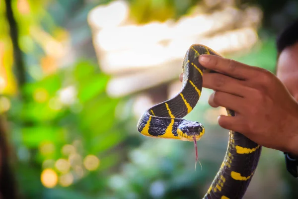 専門家の手にかわいいマングローブのヘビ ボイガ デンドロフィラ Boiga Dendrophila 通称マングローブヘビまたは金環猫ヘビ コルブリダエ科のヘビの一種 — ストック写真