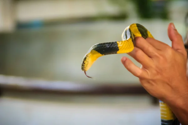 Cobra Krait Unida Uma Mão Perito Bungarus Fasciatus Uma Espécie — Fotografia de Stock