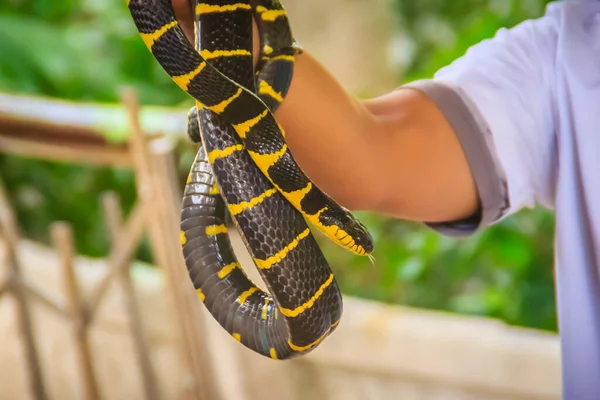 Cobra Mangue Bonito Mão Perito Boiga Dendrophila Uma Espécie Anfíbio — Fotografia de Stock