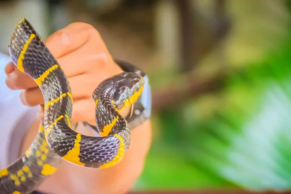 専門家の手にかわいいマングローブのヘビ ボイガ デンドロフィラ Boiga Dendrophila 通称マングローブヘビまたは金環猫ヘビ コルブリダエ科のヘビの一種 — ストック写真
