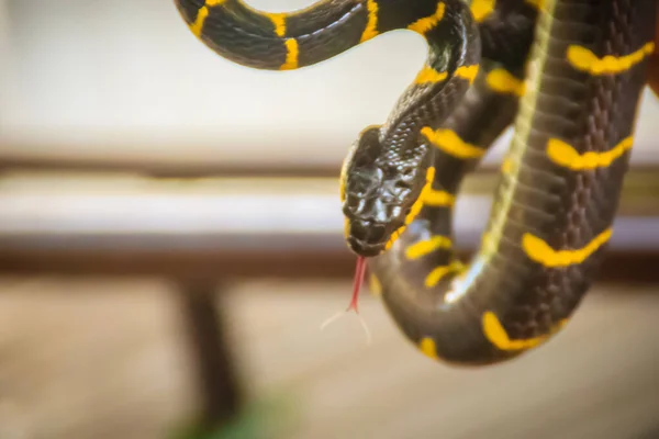 Aranyos Mangrove Kígyó Szakértő Kezén Boiga Dendrophila Közismert Nevén Mangrove — Stock Fotó