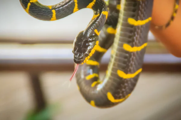 专家手里拿着可爱的红树蛇 红树蛇 Boiga Dendrophila 俗称红树蛇 Mangrove Snake 或金环猫蛇 Golden Ringed — 图库照片