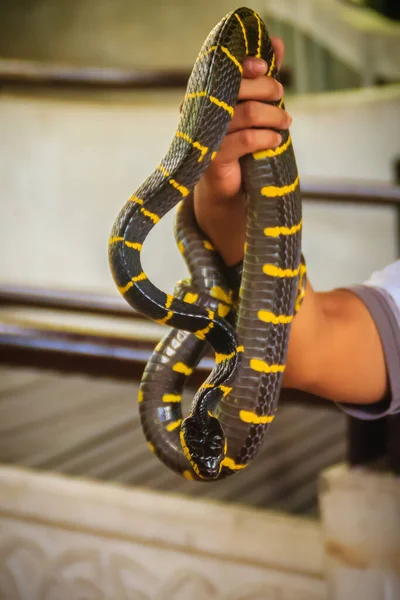 Słodki Wąż Namorzynowy Rękę Eksperta Boiga Dendrophila Powszechnie Nazywany Wężem — Zdjęcie stockowe