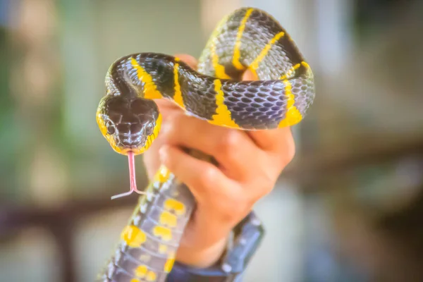 Cobra Mangue Bonito Mão Perito Boiga Dendrophila Uma Espécie Anfíbio — Fotografia de Stock