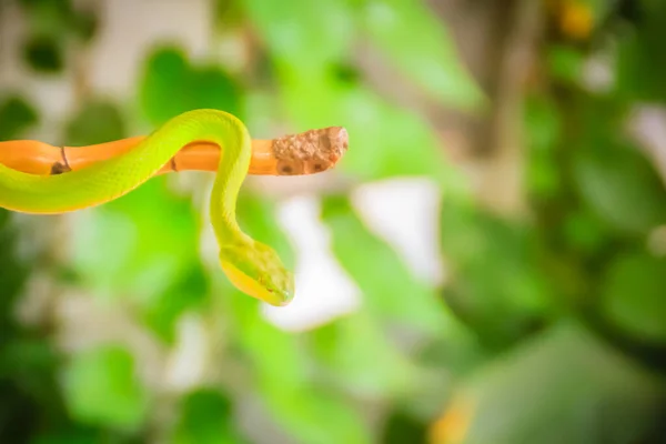 Gruselig Grüne Giftviper Krabbelt Auf Dem Ast Grüne Schlangennatter Trimeresurus — Stockfoto