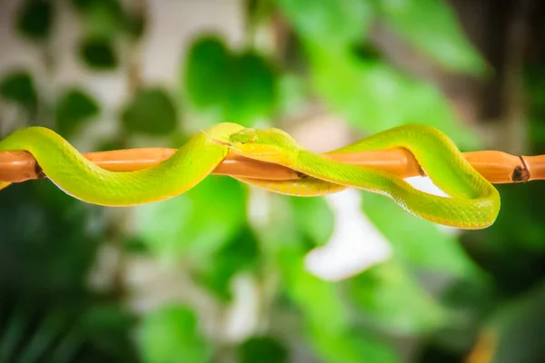 可怕的绿色毒蛇正在树枝上爬行 绿坑毒蛇 Trimeresurus 也被称为亚洲棕坑毒蛇 Asian Palm Pit Vipers 亚洲长矛毒蛇 Asian — 图库照片