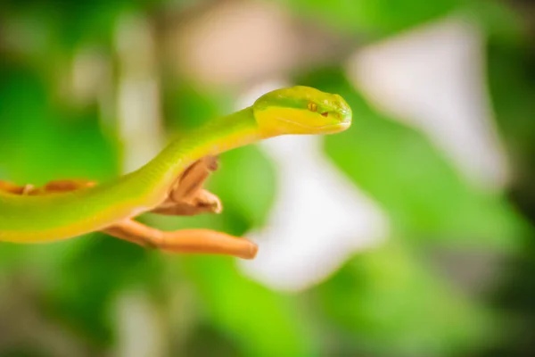 Gruselig Grüne Giftviper Krabbelt Auf Dem Ast Grüne Schlangennatter Trimeresurus — Stockfoto