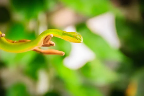 Pelottavan Vihreä Myrkyllinen Kuoppa Kyykäärme Ryömii Oksalla Vihreä Kuoppa Käärme — kuvapankkivalokuva