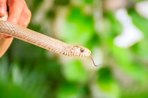 Cute Banded Szczur Wąż Ptyas Mucosus Powszechnie Nazywany Orientalny Wąż — Zdjęcie stockowe