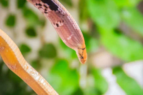 Niedliche Kupferkopfnatter Auch Bekannt Als Strahlenrattennatter Kupferkopfrattennatter Oder Kupferkopf Schmucknatter — Stockfoto