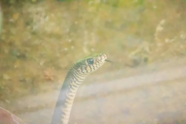 Кутова Змія Щурів Ptyas Mucosus Яку Зазвичай Називають Східною Змією — стокове фото