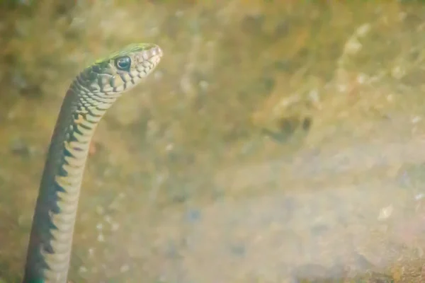 귀여운 Ptyas Poinosus 뱀으로 불리는 뱀이다 전역에서 발견되는 뱀입니다 — 스톡 사진