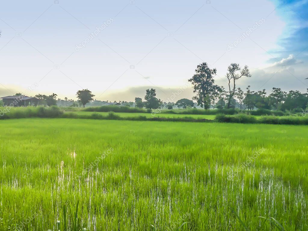 Green rice field in the evening and sunrise. Beautiful nature environment on rice fields during sunrise. Morning sunrise view at paddy field.