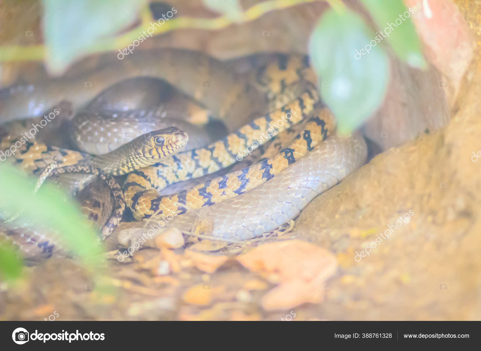 Ular mushukni yalab, sorishadi