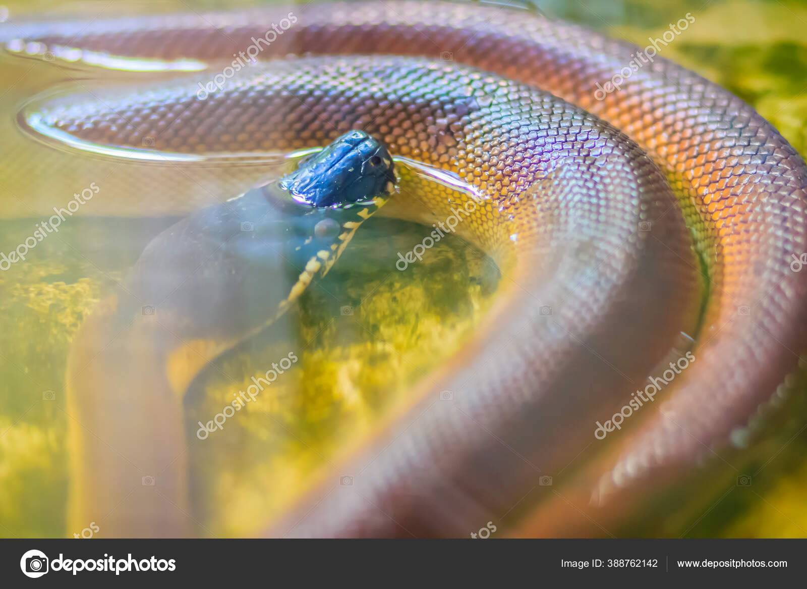 Water Python Water Pythons