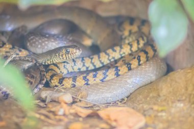 Tayland 'ın vahşi doğasından Banded Rat Snake veya Oriental Rat Snake (Ptyas Mucosus). Banded Rat Snake, Tayland 'ın her yerinde bulunan ve ev farelerini sınırlayan zehirli olmayan bir kara yılanıdır..