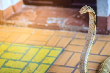 Kral Kobra (Ophiophagus Hannah) dünyanın en büyük zehirli yılanı. Kral kobralar Asya 'ya özgü oldukça zehirli ve büyük yılanlardır. Onlara kral kobralar deniyor çünkü kobraları öldürüp yiyebiliyorlar.