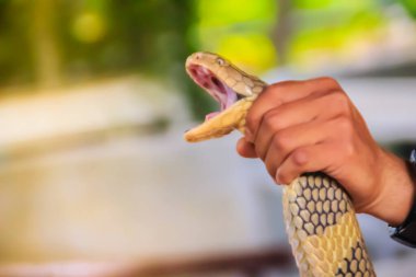 Cesur bir adam çıplak elleriyle büyük bir kral kobra tutuyor. Kral Kobra (Ophiophagus Hannah) dünyanın en büyük zehirli yılanı. Onlara kral kobralar deniyor çünkü kobraları öldürüp yiyebiliyorlar.