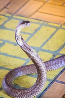 A cobra hooding and growling on the floor. The monocled cobra (Naja kaouthia), also called monocellate cobra, is a deadly venomous snake in the family of viper snake. Siamese cobra, Monocled cobra. clipart