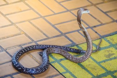 Kapüşonlu ve yerde hırlayan bir kobra. Tek gözlü kobra (Naja kaouthia), yılangiller (Felidae) familyasından zehirli bir yılan türü. Siyam kobrası, tek gözlü kobra..