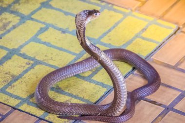 Kapüşonlu ve yerde hırlayan bir kobra. Tek gözlü kobra (Naja kaouthia), yılangiller (Felidae) familyasından zehirli bir yılan türü. Siyam kobrası, tek gözlü kobra..