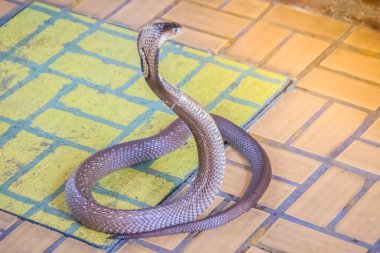 Kapüşonlu ve yerde hırlayan bir kobra. Tek gözlü kobra (Naja kaouthia), yılangiller (Felidae) familyasından zehirli bir yılan türü. Siyam kobrası, tek gözlü kobra..