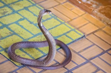 Kapüşonlu ve yerde hırlayan bir kobra. Tek gözlü kobra (Naja kaouthia), yılangiller (Felidae) familyasından zehirli bir yılan türü. Siyam kobrası, tek gözlü kobra..