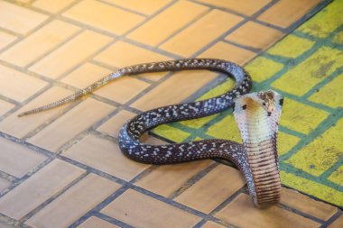 Kapüşonlu ve yerde hırlayan bir kobra. Tek gözlü kobra (Naja kaouthia), yılangiller (Felidae) familyasından zehirli bir yılan türü. Siyam kobrası, tek gözlü kobra..