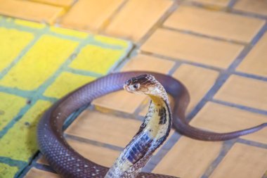 Kapüşonlu ve yerde hırlayan bir kobra. Tek gözlü kobra (Naja kaouthia), yılangiller (Felidae) familyasından zehirli bir yılan türü. Siyam kobrası, tek gözlü kobra..