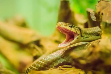 Sevimli bakırbaş yarışçı yılanı ya da sıçan yılanı, ya da bakır başlı ıvır zıvır yılanı olarak da bilinir..