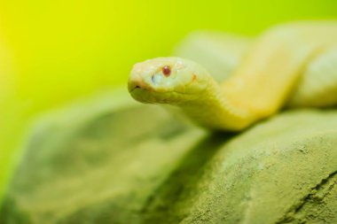 Vahşi doğada şaşırtıcı albino kobra yılanı. Tek gözlü kobra (Naja kaouthia), Güney ve Güneydoğu Asya 'da yaygın olarak görülen bir kobra türüdür..