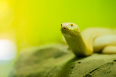 Vahşi doğada şaşırtıcı albino kobra yılanı. Tek gözlü kobra (Naja kaouthia), Güney ve Güneydoğu Asya 'da yaygın olarak görülen bir kobra türüdür..