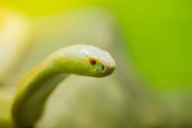 Vahşi doğada şaşırtıcı albino kobra yılanı. Tek gözlü kobra (Naja kaouthia), Güney ve Güneydoğu Asya 'da yaygın olarak görülen bir kobra türüdür..
