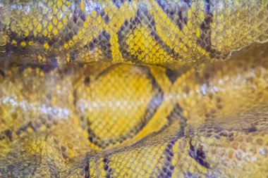 Arka plan için Birmanya pitonunun kurumuş derisi. Birmanya pitonu (Python bivittatus) dünyanın en büyük beş yılan türünden biridir..