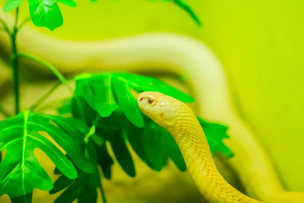 Csodálatos Albínó Kobra Kígyó Vadonban Monoklórozott Kobra Naja Kaouthia Más — Stock Fotó