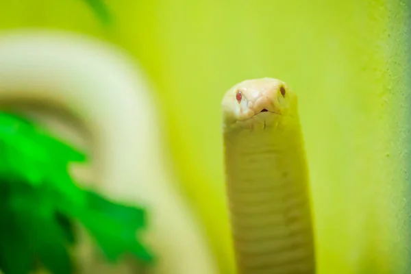 Erstaunliche Albino Kobra Schlange Freier Wildbahn Die Monokelkobra Naja Kaouthia — Stockfoto