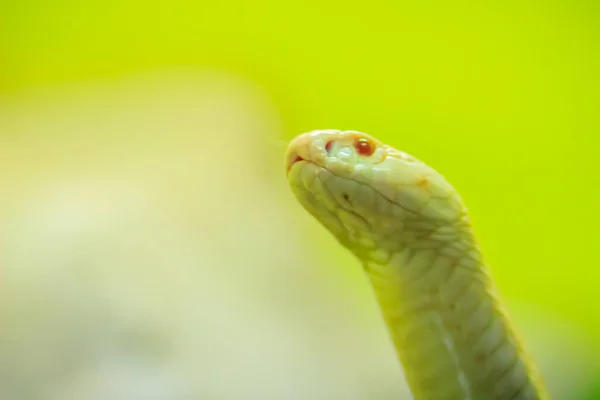 Incrível Cobra Albina Natureza Cobra Monocelular Naja Kaouthia Também Chamada — Fotografia de Stock