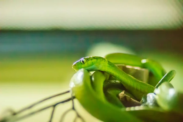绿猫蛇 Boiga Cyanea 是蛇科中的一种蛇 牠们在印度 马来亚王国被发现 — 图库照片