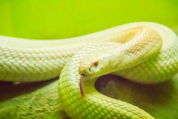 Amazing albino cobra snake in the wild. The monocled cobra (Naja kaouthia), also called monocellate cobra, is a cobra species widespread across South and Southeast Asia.