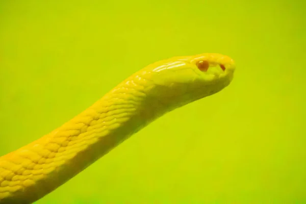 Amazing albino cobra snake in the wild. The monocled cobra (Naja kaouthia), also called monocellate cobra, is a cobra species widespread across South and Southeast Asia.