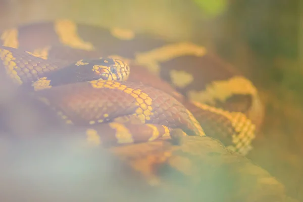 물총새 Rampropeltis Beaudida 텍사스 애리조나주 뉴멕시코에 서식하는 일종이다 그것은 노란색 — 스톡 사진