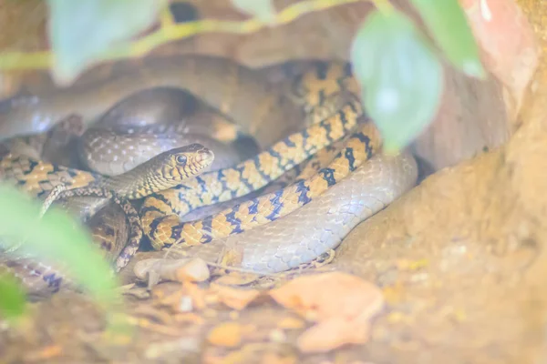 Banded Rat Snake Oriental Rat Snake Ptyas Mucosus Naturaleza Tailandia —  Fotos de Stock