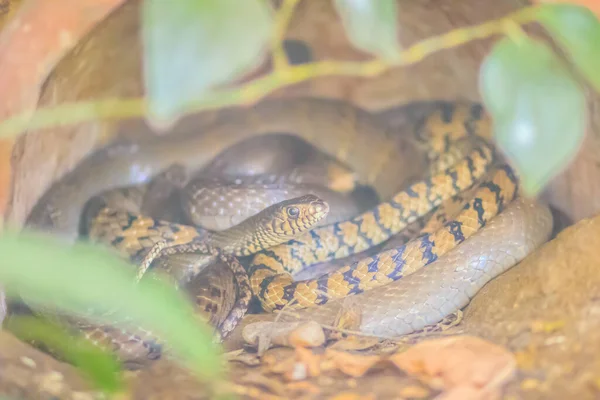 바운드 스네이크 Banded Rat Snake Ptyas Mucosus 타이의 지역에서 스네이크 — 스톡 사진