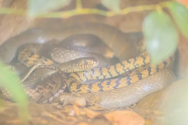 Banded Rat Snake Oriental Rat Snake Ptyas Mucosus Από Φύση — Φωτογραφία Αρχείου